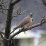 Female Northern Flicker 8