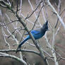 Steller's Jay 12