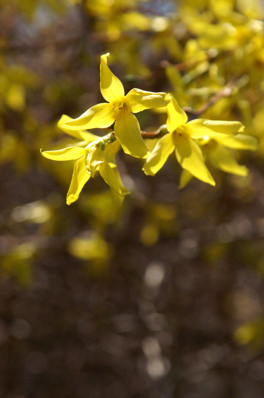 Forsythia III