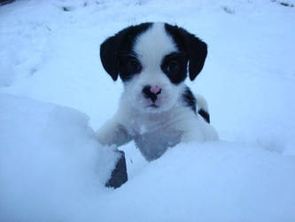 Puppy in snow