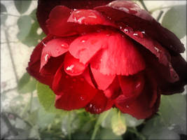 Beautiful Rose