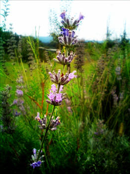 Purple Flover.