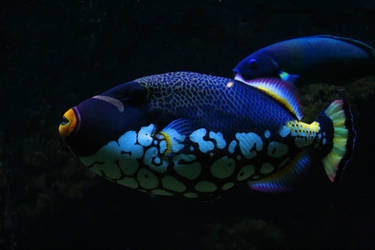 parrotfish