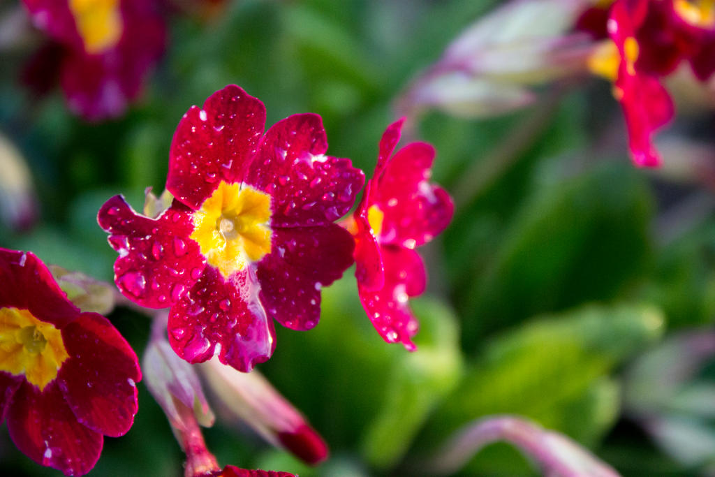 Beatiful red flowers after rain