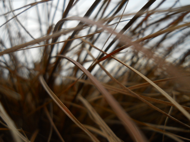 Lost in the Fields