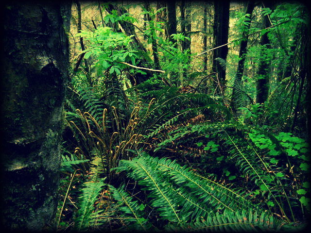 Nature's Ferns