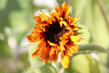 Fading Sunflower