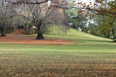 The Kite, The Kid And the Tree