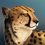 Cheetah Practice 001