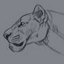 Lion Practice Sketch Aaron Blaise Tutorial
