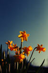 Narcissus Jonquilla by Moosplauze