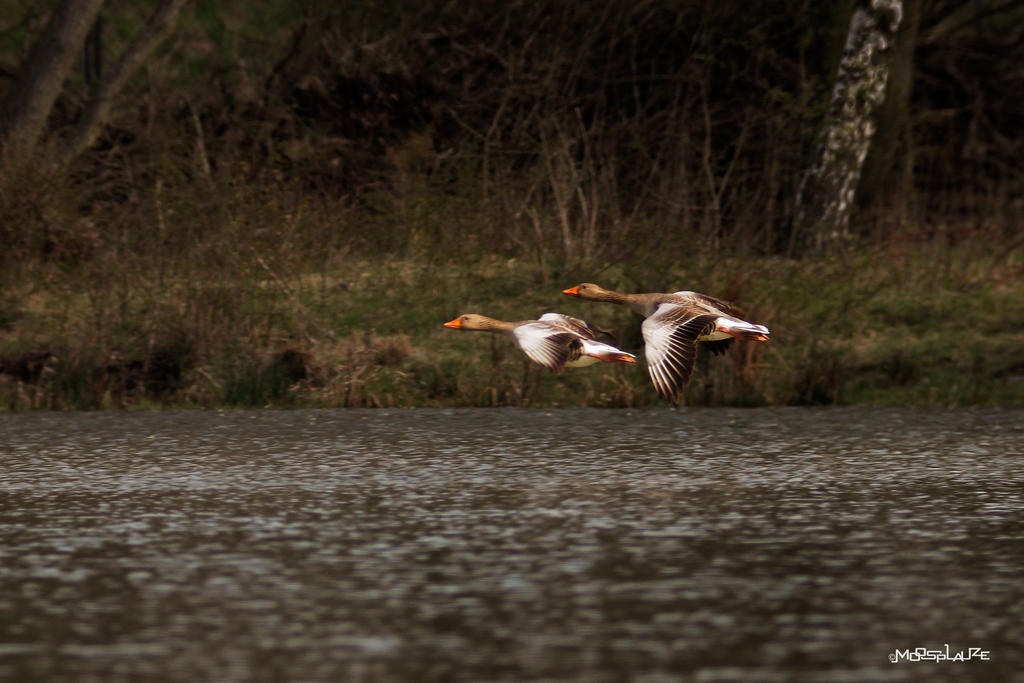 Greylag Geese in Flight