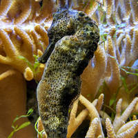 Seahorse giving the cold Shoulder