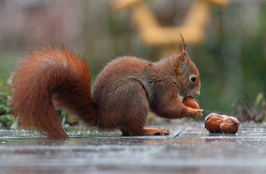 German Squirrel collecting nuts in the rain