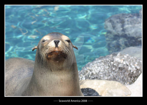 sealion2