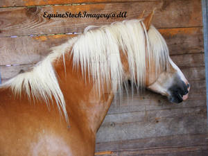 Haflinger 1