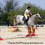 Warmblood 26