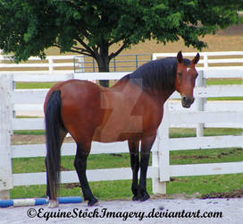 Quarter Horse 6 by EquineStockImagery