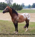 Appaloosa 8 by EquineStockImagery