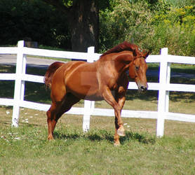 Quarter Horse 8 by EquineStockImagery