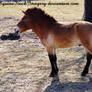 Przewalski Horse 2