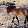 Przewalski Horse 7