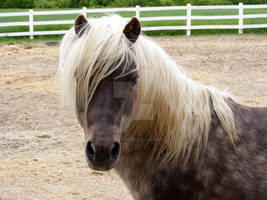 Shetland-Welsh X 24