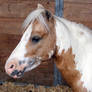 Miniature Horse 10