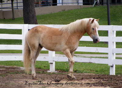 Haflinger 4