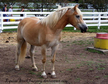 Haflinger 9