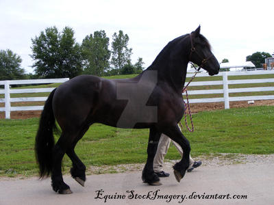 Friesian 15