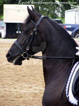 Friesian 26