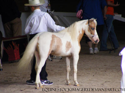 Miniature Horse 14