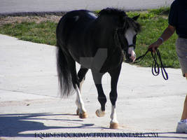 Welsh Cob 9