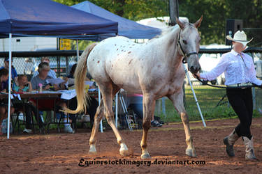 Appaloosa 29