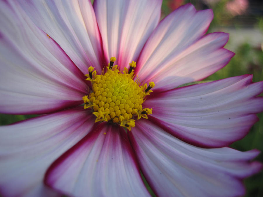 Pretty Pink 'N Purple