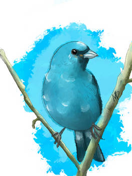 Indigo Bunting