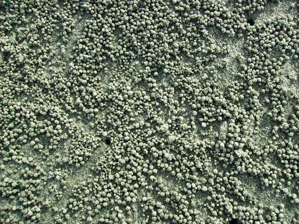 Stock: sand texture from crabs by JinxedElf