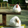 -sleeping chickens on a farm-