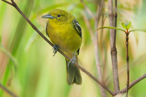 Juvenile Iora  by vinsky2002