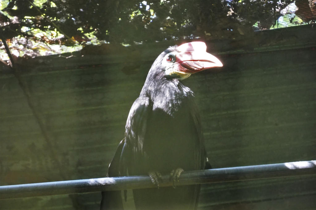 Tarictic Hornbill