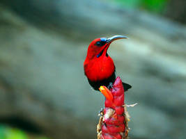 Magnificent Sunbird