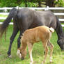 mare and foal