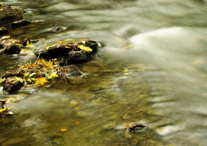 Leaves and rocks in the river