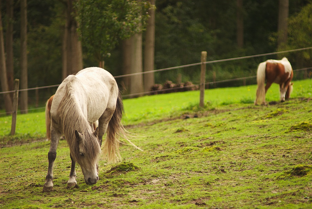 Horses