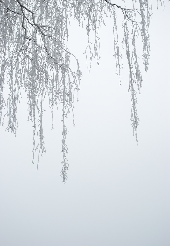 Frozen tree