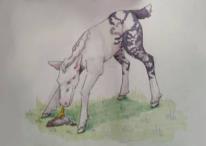 Fullbody art of a closed view foal