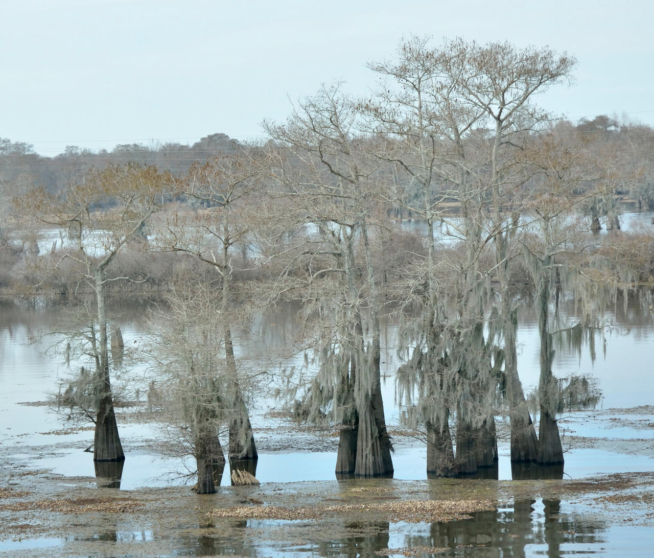 roadside swamp treeclusters