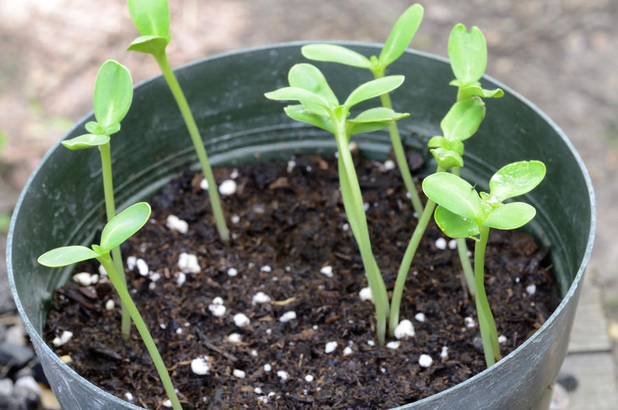 Sunflower Sprouts Day 7