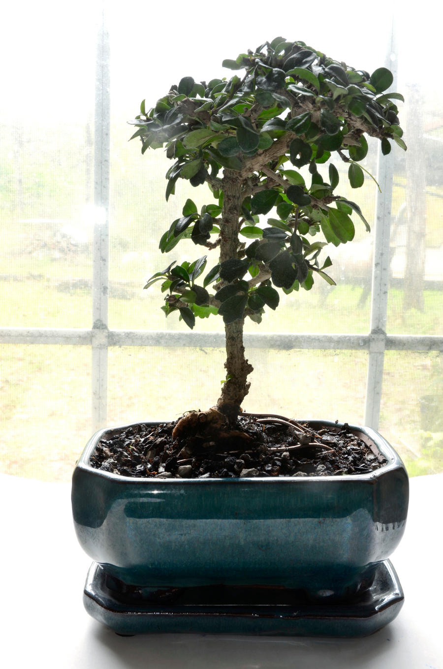 Fukien Tea Bonsai